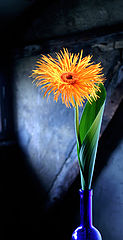 photo "flower on the roof"