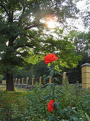 photo "just a rose"