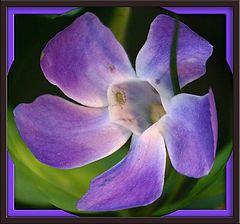 photo "Purple breaking out all over !"