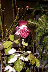 photo "Snow and rose"