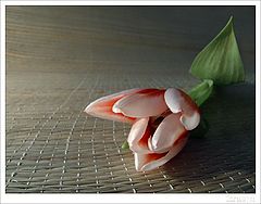 photo "Perspective of flower"