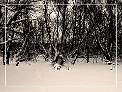 photo "There on unknown paths, traces of unprecedented animals"