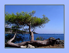 photo "at the seashore"