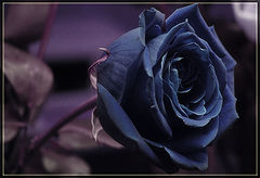 photo "***"