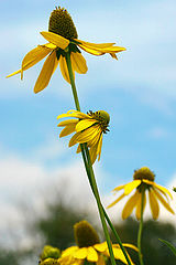 photo "to the sun"