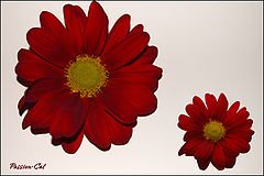 фото "*"