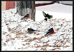 photo "Breakfast on a snow"