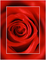 photo "only a red rose"