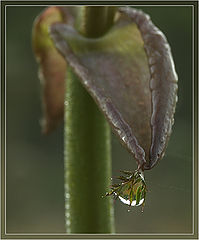 photo "Only one drop"