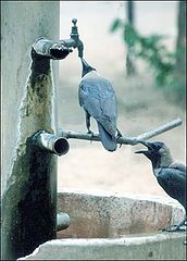 photo "thirsty crow"