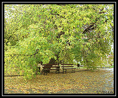 photo "***"