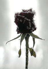 photo "Frozen rose"