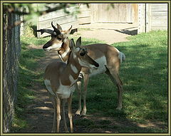 photo "Don't leave me!"