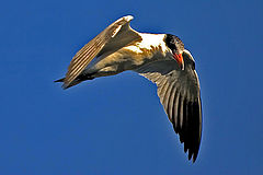 фото "In flight"