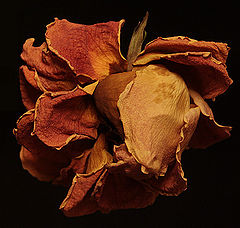 photo "once i was young and beautiful ..."