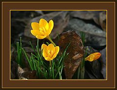 photo "Heralds of spring"