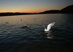 фото "birds in the late night"