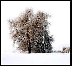 фото "Winter mood"