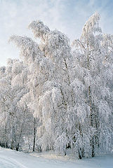 фото "Тройка"