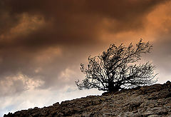 photo "Solitary"