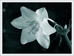 photo "Loneliness 3"