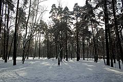 фото "Зима 2"
