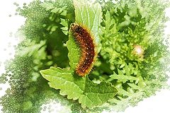 фото "Caterpillar"