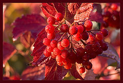 photo "***"