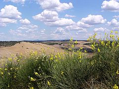 photo "Blooming Etruria"