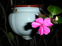 photo "pink flower"