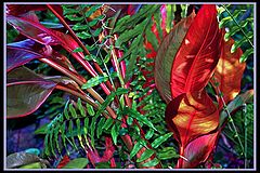 photo "Blood in the Jungle"