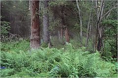 photo "forest"