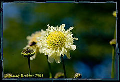 photo "***"