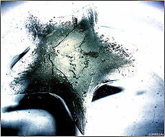 photo "***"