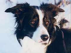 photo "Jeannie my old dog"