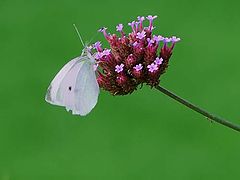 photo "Prettiness"