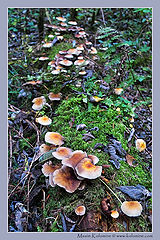 photo "Mushrooms"