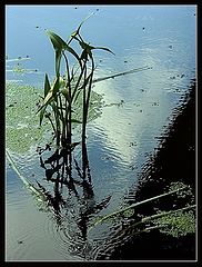 фото "Водомерки (EXP)"