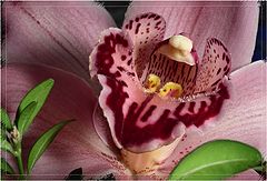 photo "***"