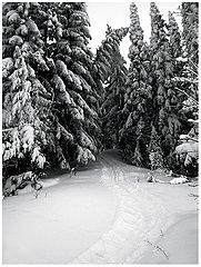 фото "Черно-белая зима"