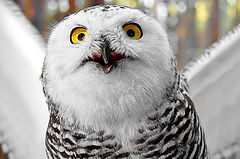 photo "Owl"