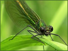 photo "Dragon-fly."
