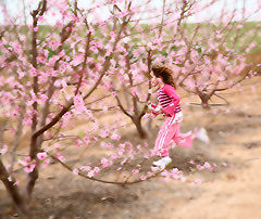 photo "Blooming Almond"