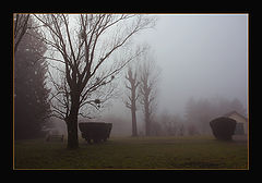 photo "Ghost Trees"