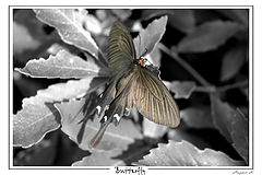 photo "Butterfly"