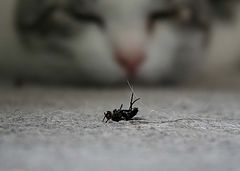 photo "dead fly"