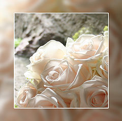 photo "sunroses"