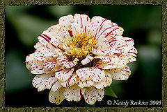 photo "***"