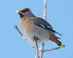 photo "Waxwing II"