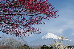 photo "Plum Blossoms II"